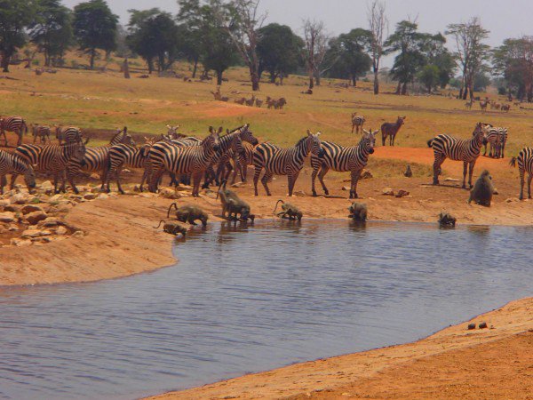 Il-se-rend-lui-même-au-cœur-de-la-savane-pour-donner-de-leau-aux-animaux-qui-souffrent-de-la-sécheresse-6