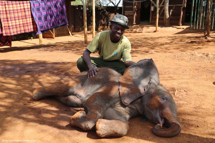 david-sheldrick-wildlife-trust-elephants-protection-kenya-01