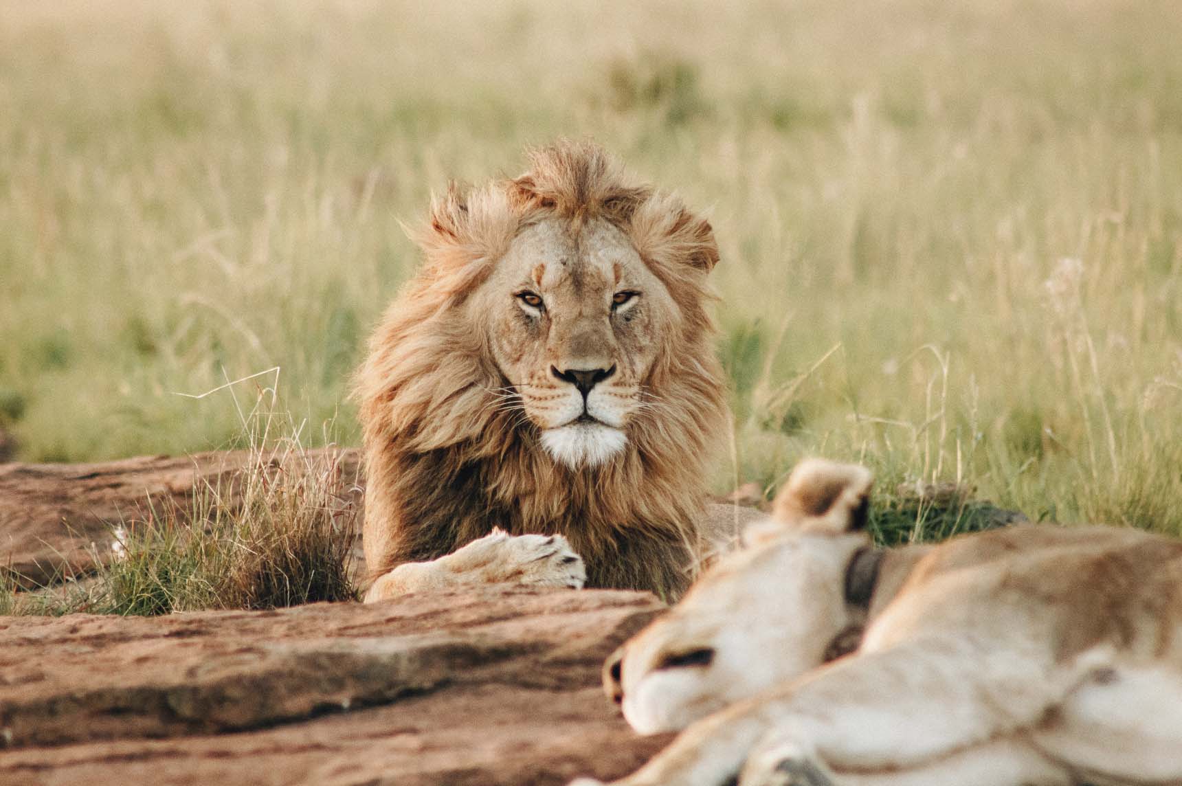 Des lions enfermés et élevés pour être chassés par de riches touristes Image-78