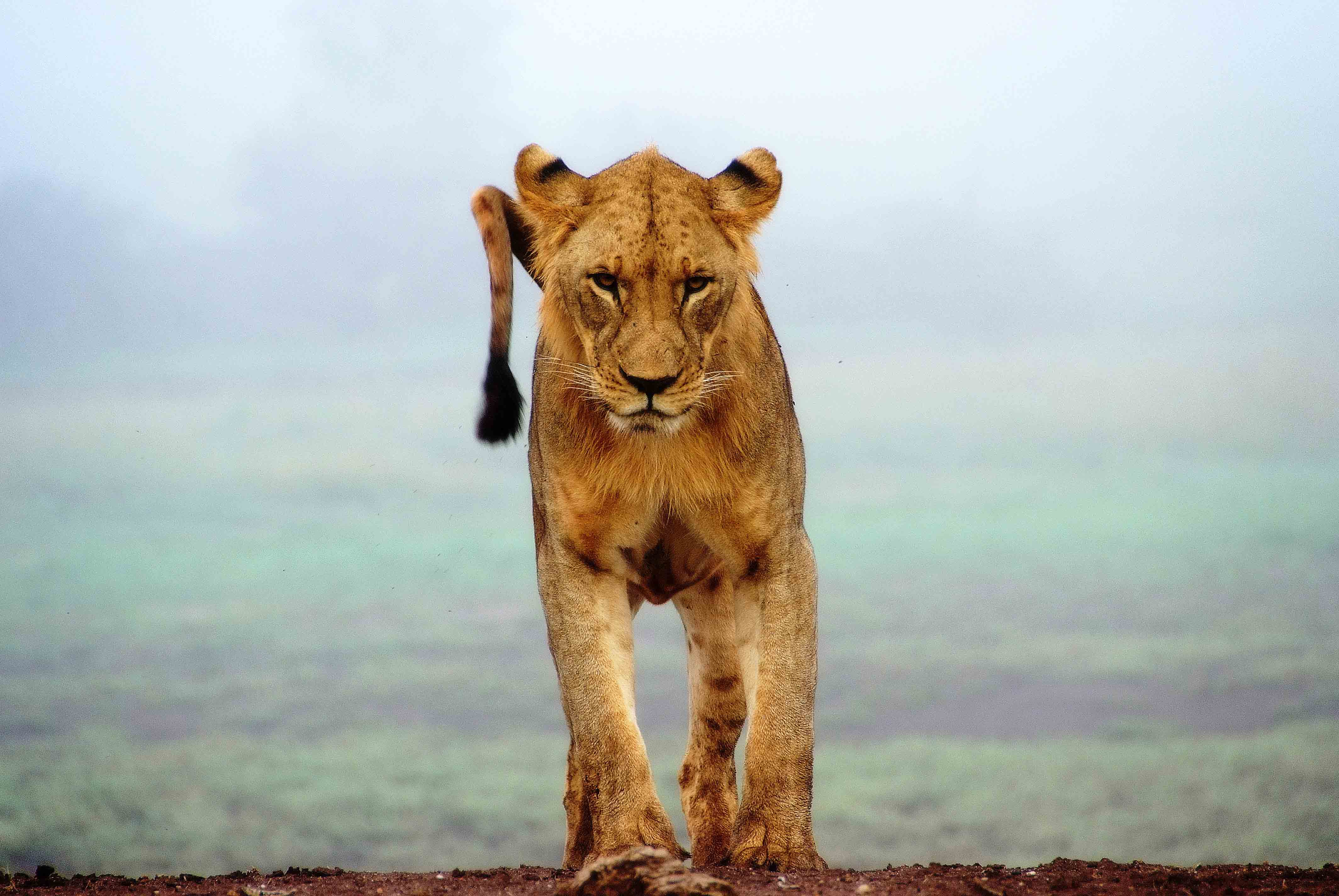 Des lions enfermés et élevés pour être chassés par de riches touristes Image-90-1