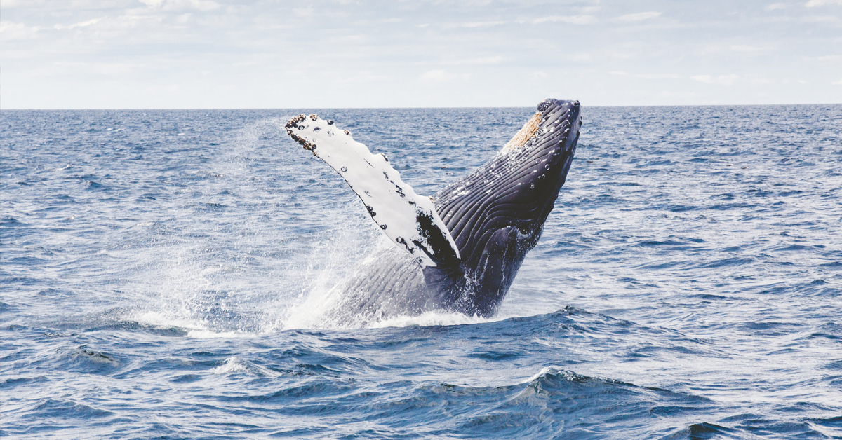 Deep-water denizen stranded in Sept-Îles - Baleines en direct