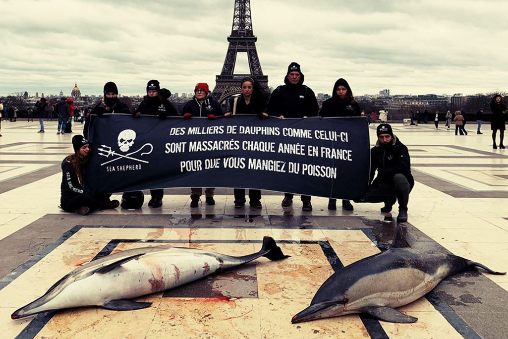 Sea Shepherd expose les corps des dauphins tués par la pêche dans le Golfe de Gascogne