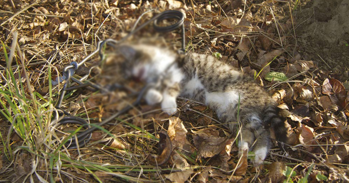 Isère. Un chat trouvé avec une patte prise dans un piège interdit