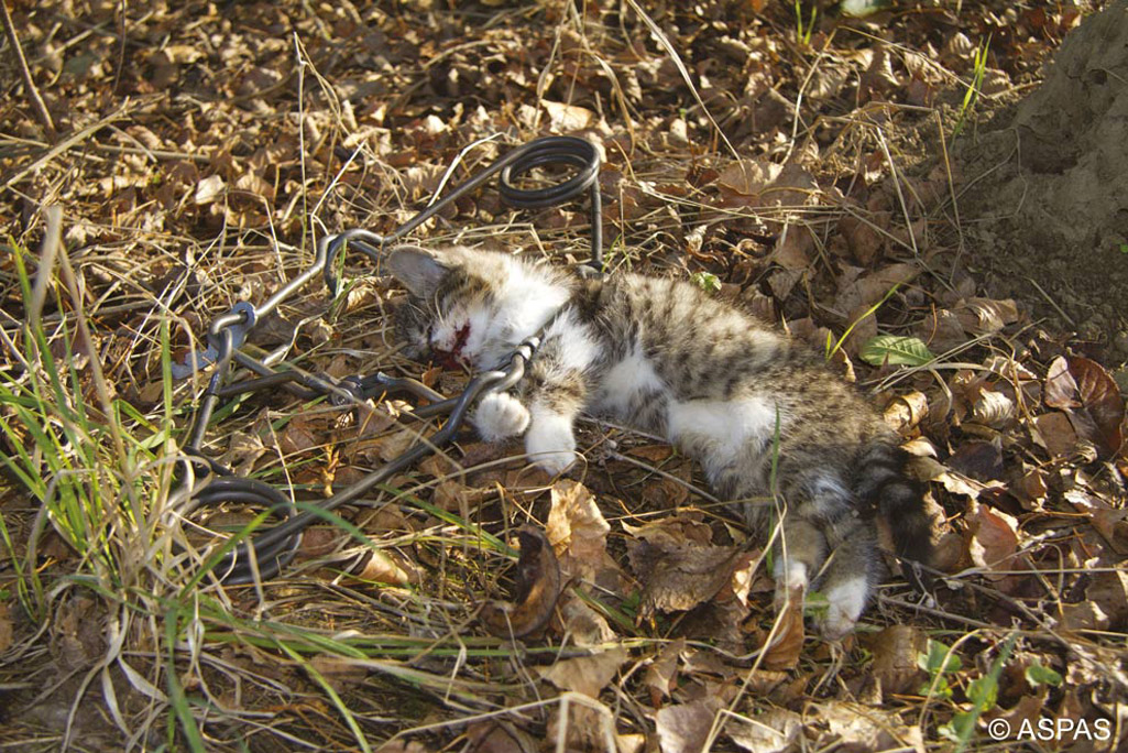 Pays de Fougères : leur chat a été pris dans un piège à renard