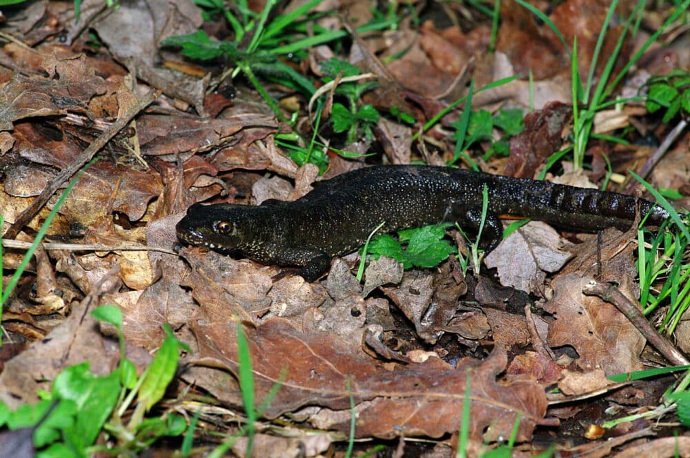 Tritonblasius La Relève et La Peste