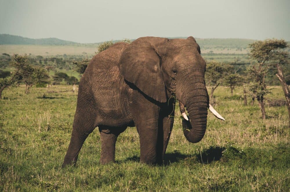 L’éléphant De Forêt D’afrique Est Désormais En Danger Critique D’extinction La Relève Et La Peste