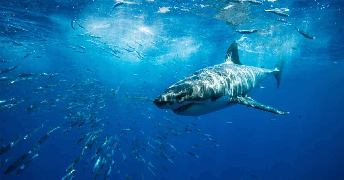 Requin Mer La présence du requin est vitale dans l'équilibre de la vie marine et ...