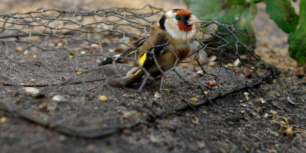 En Méditerranée, les oiseaux chanteurs sont chassés, piégés, tués et mangés