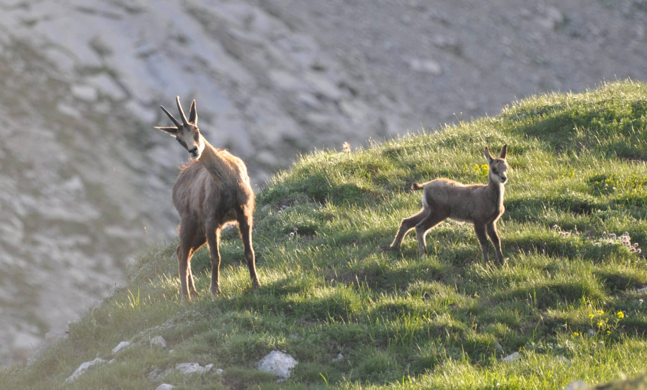 Chamois dans le Doubs