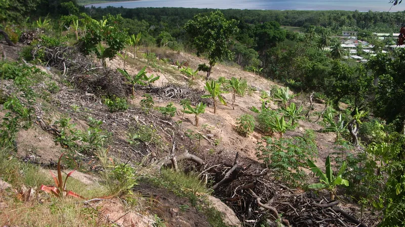 Les cultures de subsistances expliquent l'essentiel de la déforestation à Mayotte 