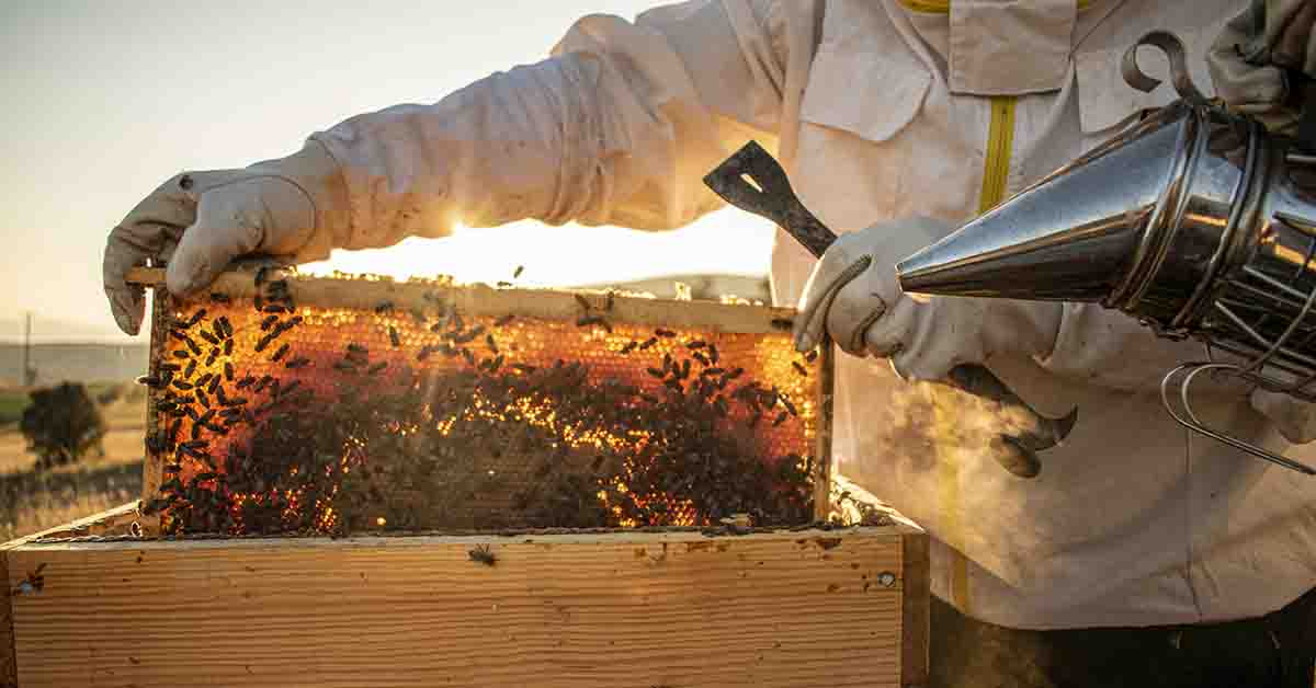 Face aux importations de miel à bas prix, des apiculteurs français
