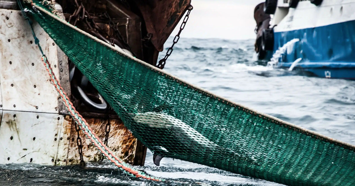 Stop à la pêche des poissons gestants - Sciences et Avenir