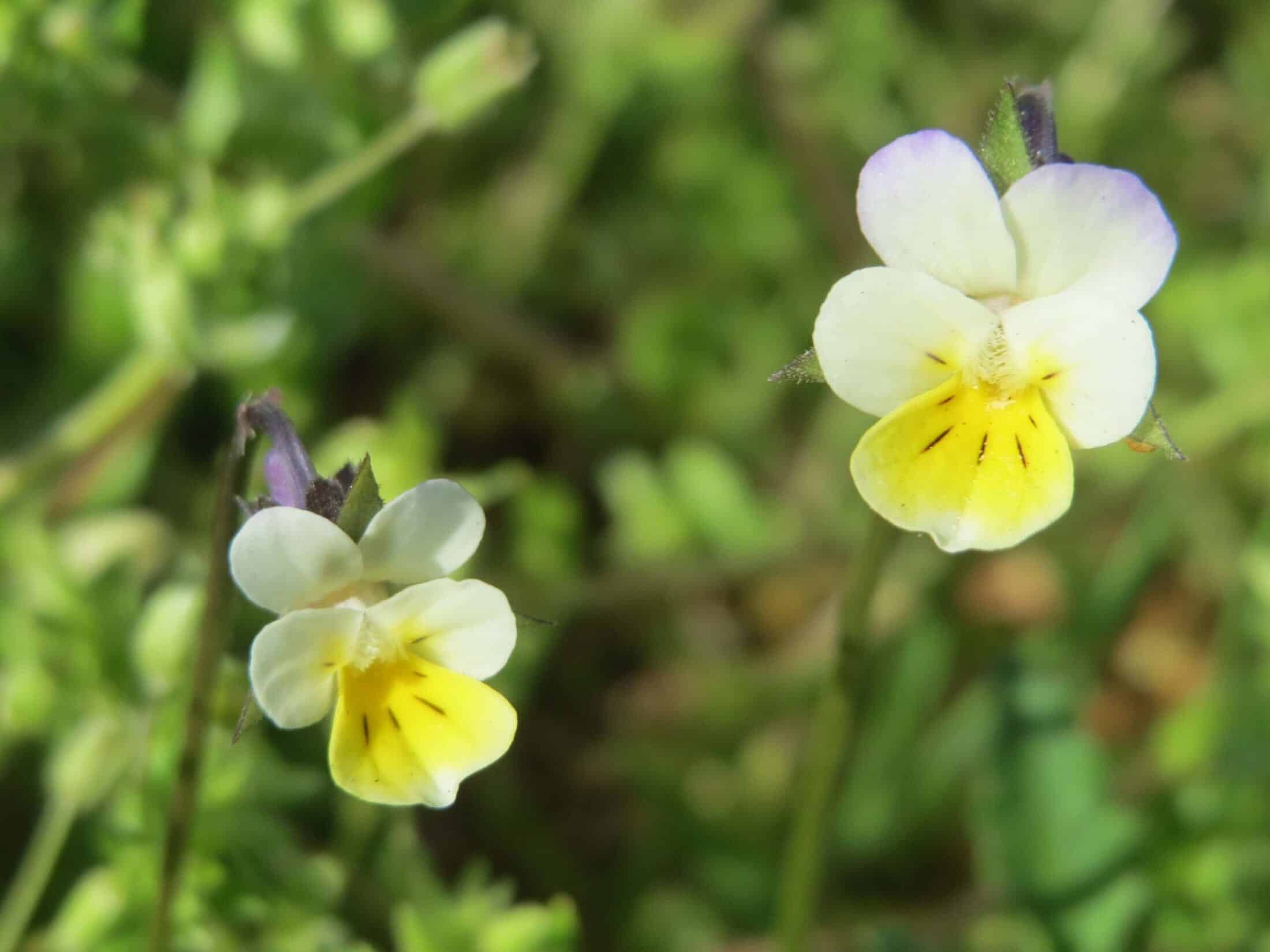 Face Au Manque De Pollinisateurs Les Fleurs Font Moins De Nectar