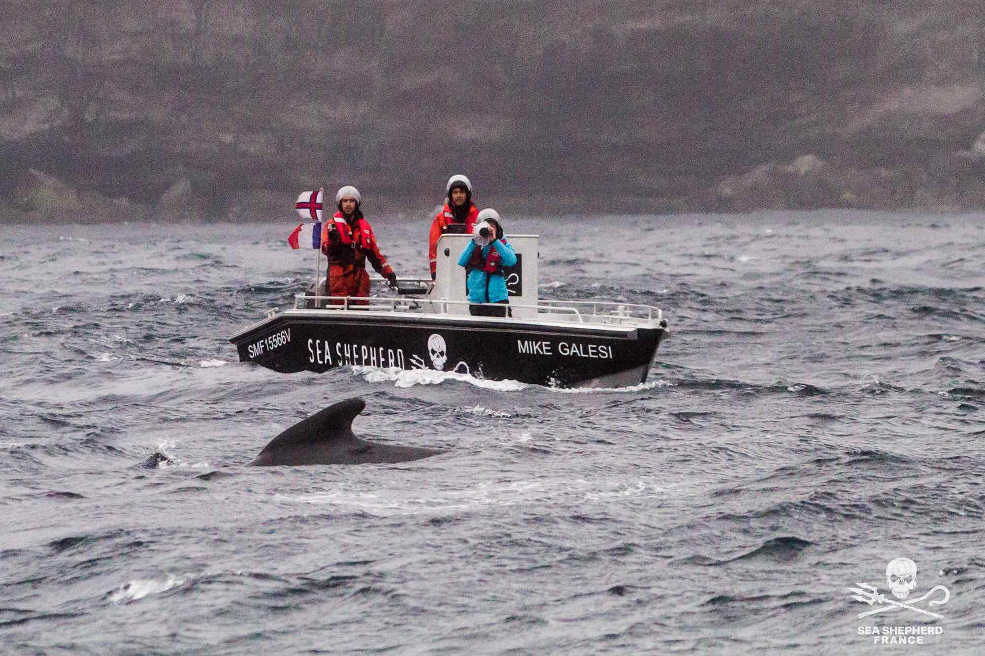 Un bateau de Sea Shepherd France éloigne les globicéphales des baleiniers