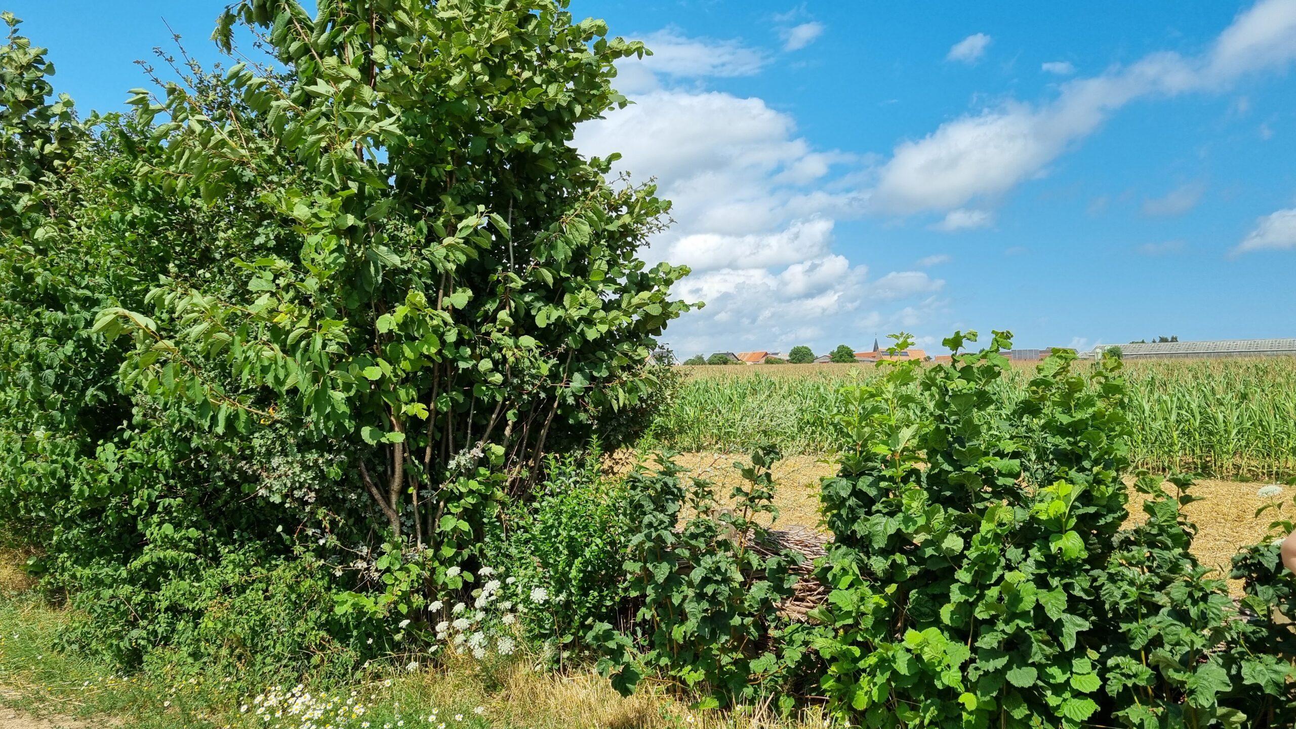 Une haie borde le champ d'un agriculteur en Alsace
