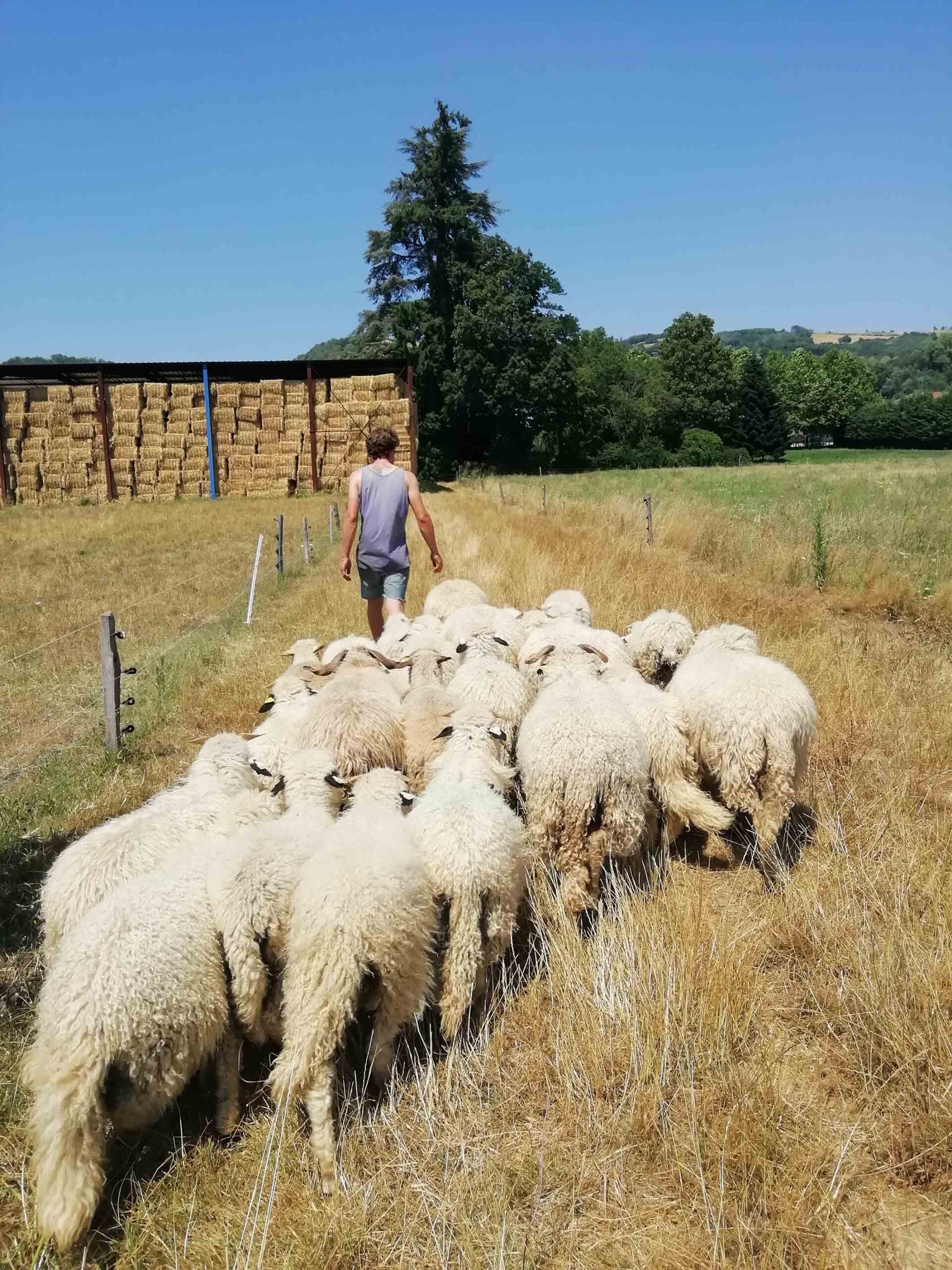 Un berger avec ses moutons laineux
