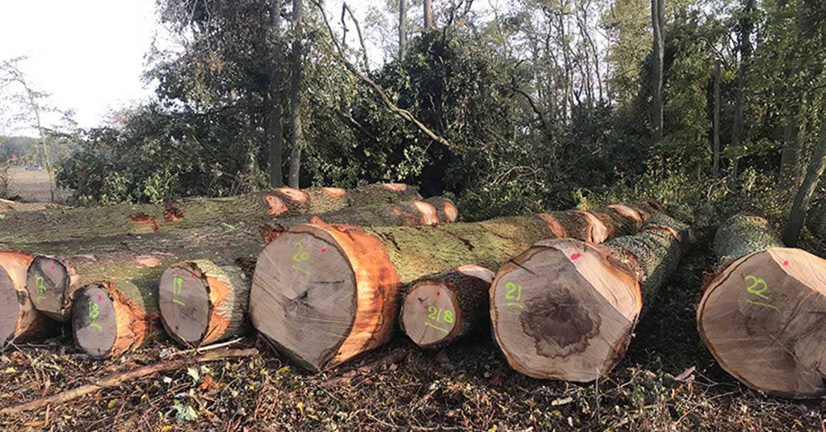 Un trafic de bois vers la Chine condamné grâce à des citoyens