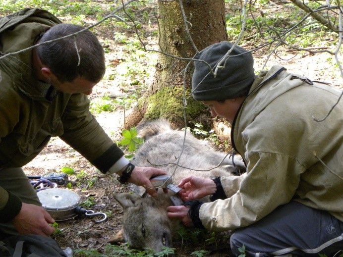 Laetitia Becker met un collier GPS à un des loups