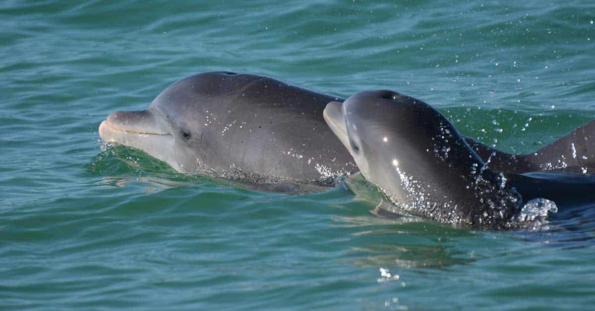 Les dauphins utilisent aussi un « langage bébé » pour leurs petits