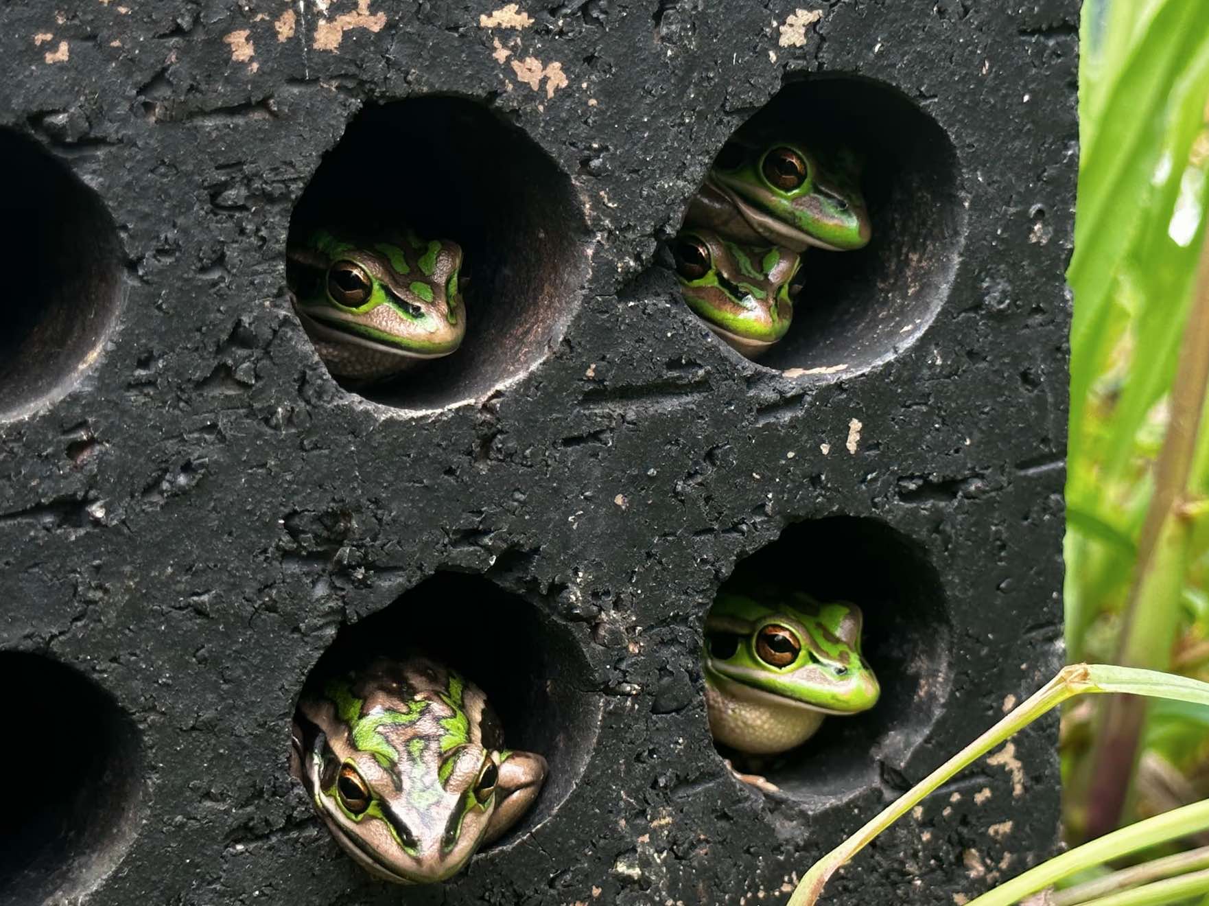 Le sauna pour grenouilles