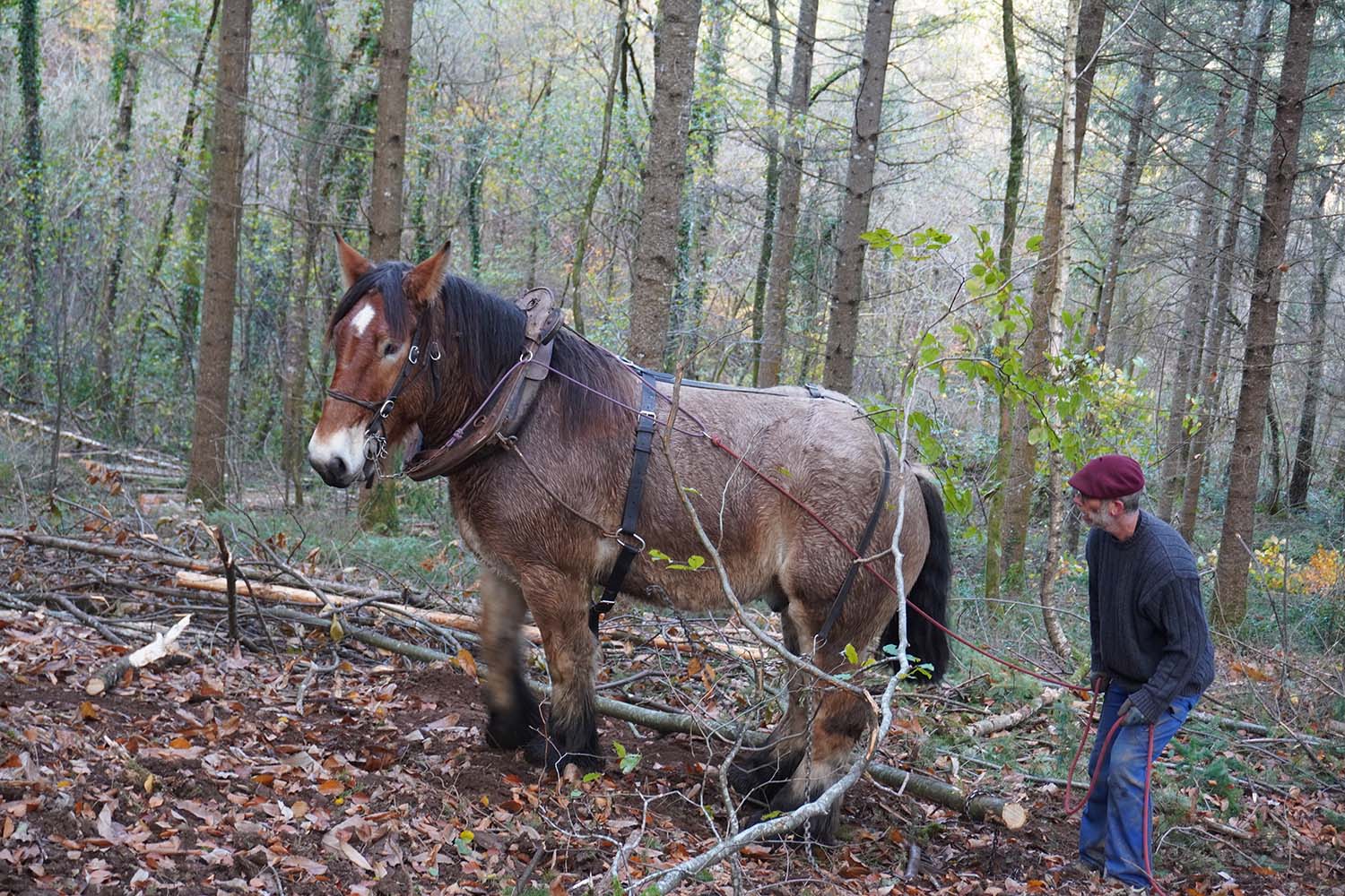 Conduite de débardage à cheval par la voix