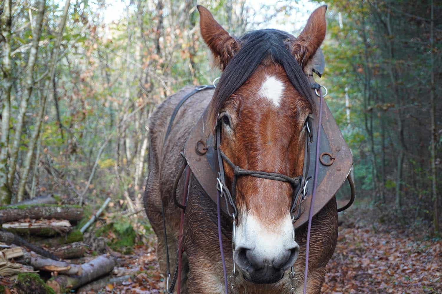 Harnachement débardage à cheval