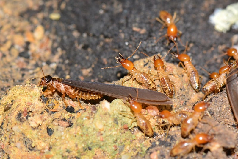 Des termites