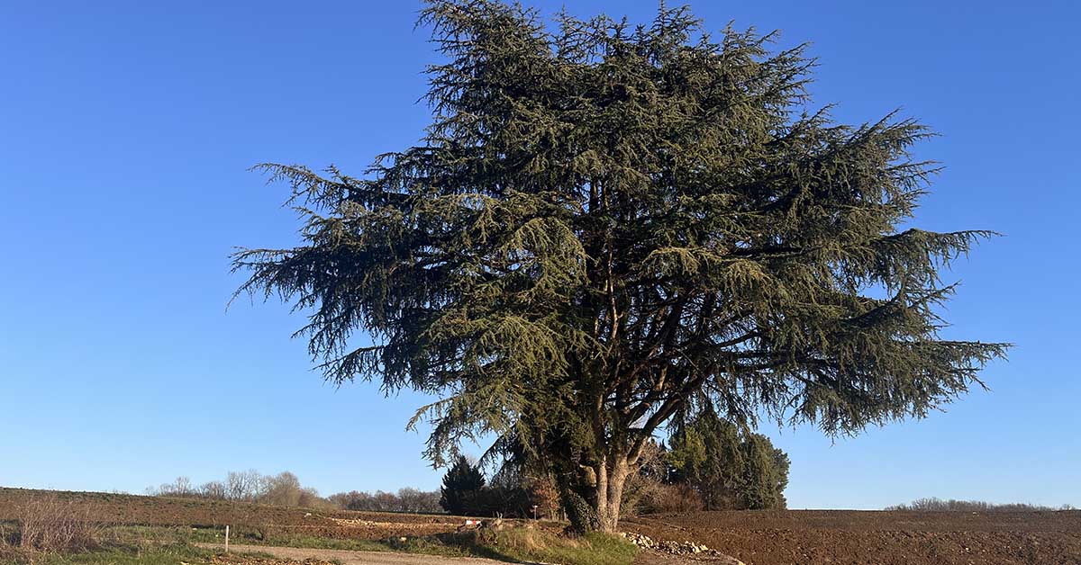 Charlotte a sauvé un cèdre centenaire d’un chantier routier