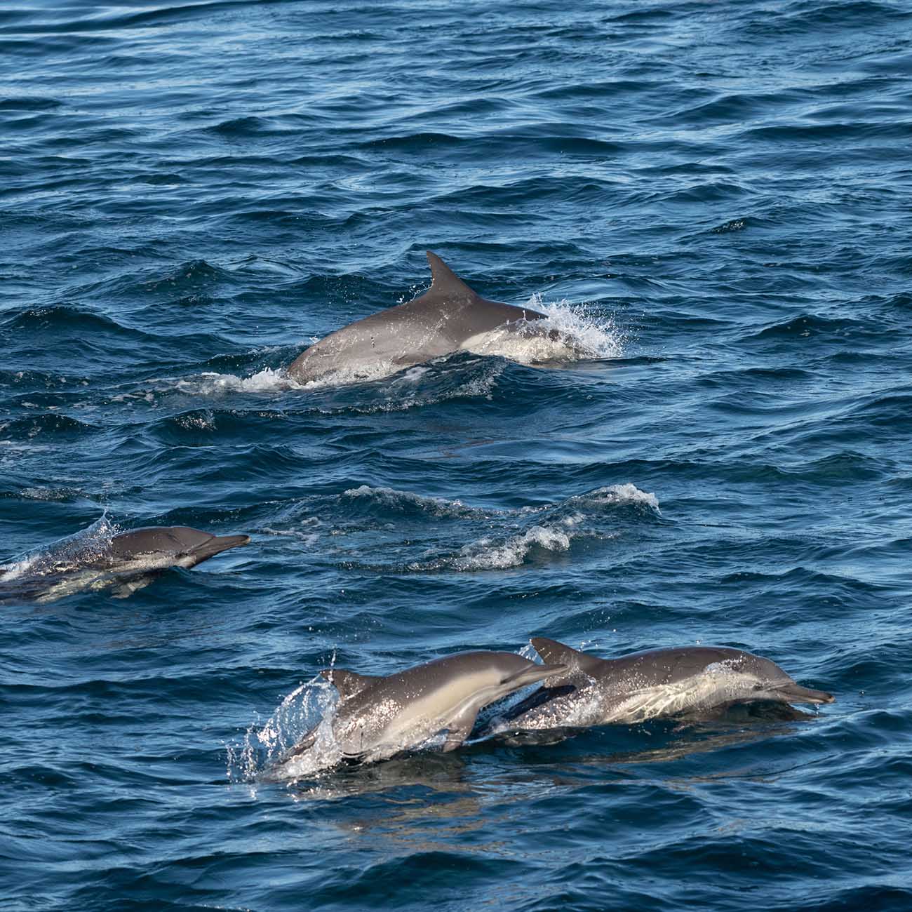 Pour protéger les dauphins, suspension de la pêche dans le golfe de Gascogne