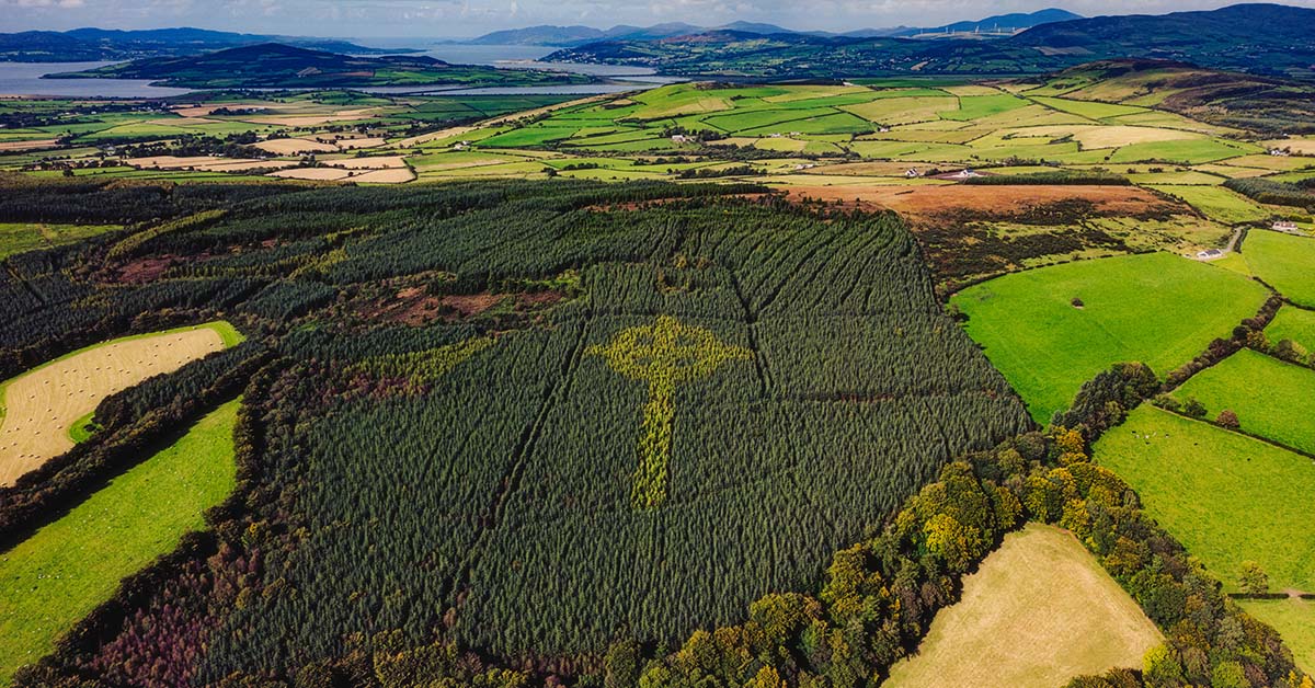 Des milliers d’arbres plantés au Royaume-Uni pour créer une forêt pluviale celtique