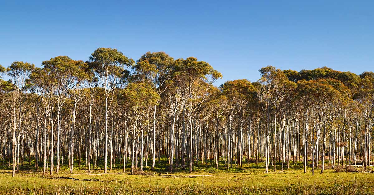 Couper la forêt pour des arbres adaptés au changement climatique : la fausse bonne idée ?