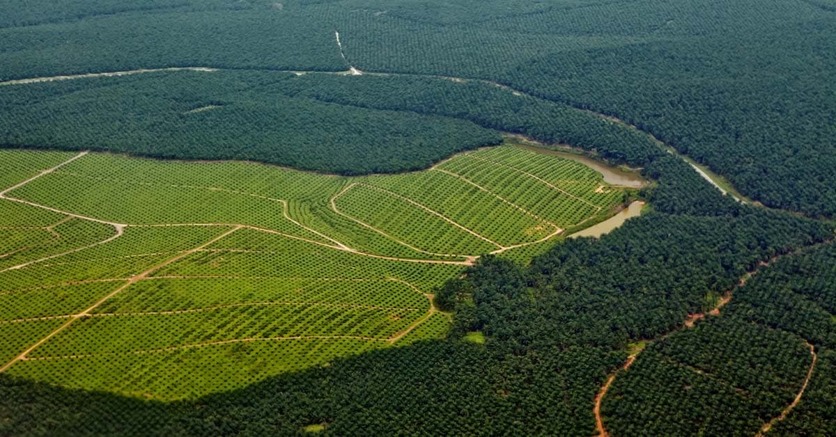 Le gouvernement indonésien veut raser 20 millions d’hectares de forêt