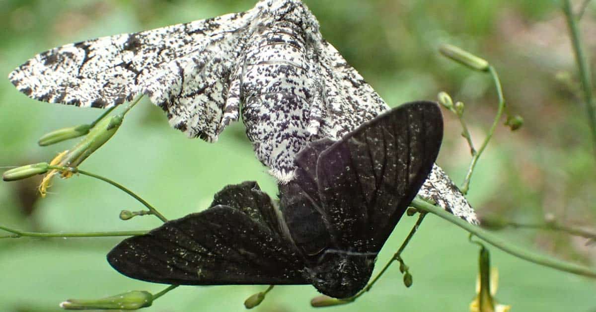 La déforestation modifie l’apparence de certains insectes