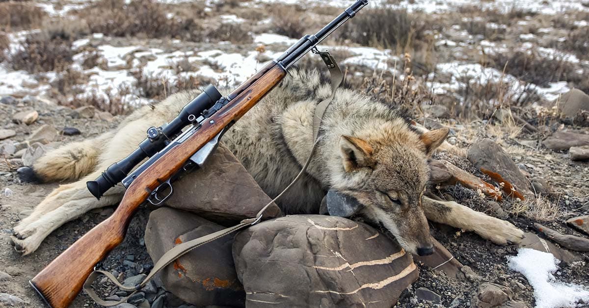 Tuer les loups risque d’empirer le phénomène de prédation