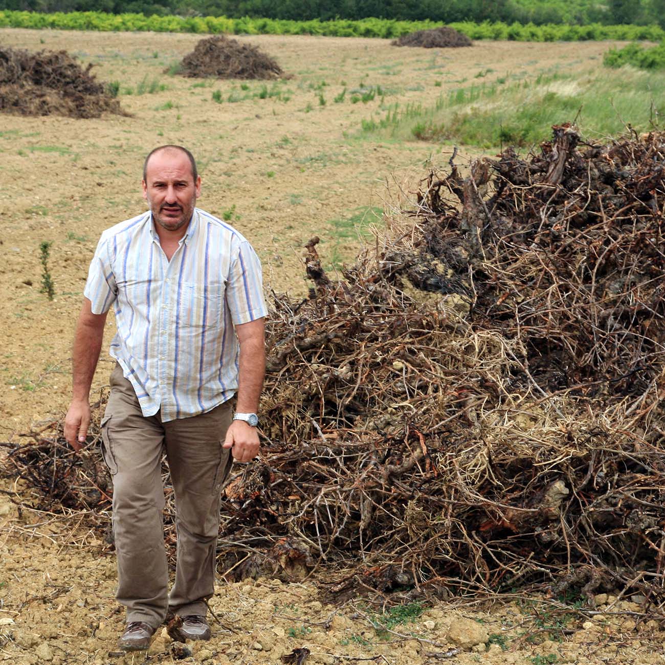 Plus de 22 000 ha de vignes arrachées en France ces 3 dernières années