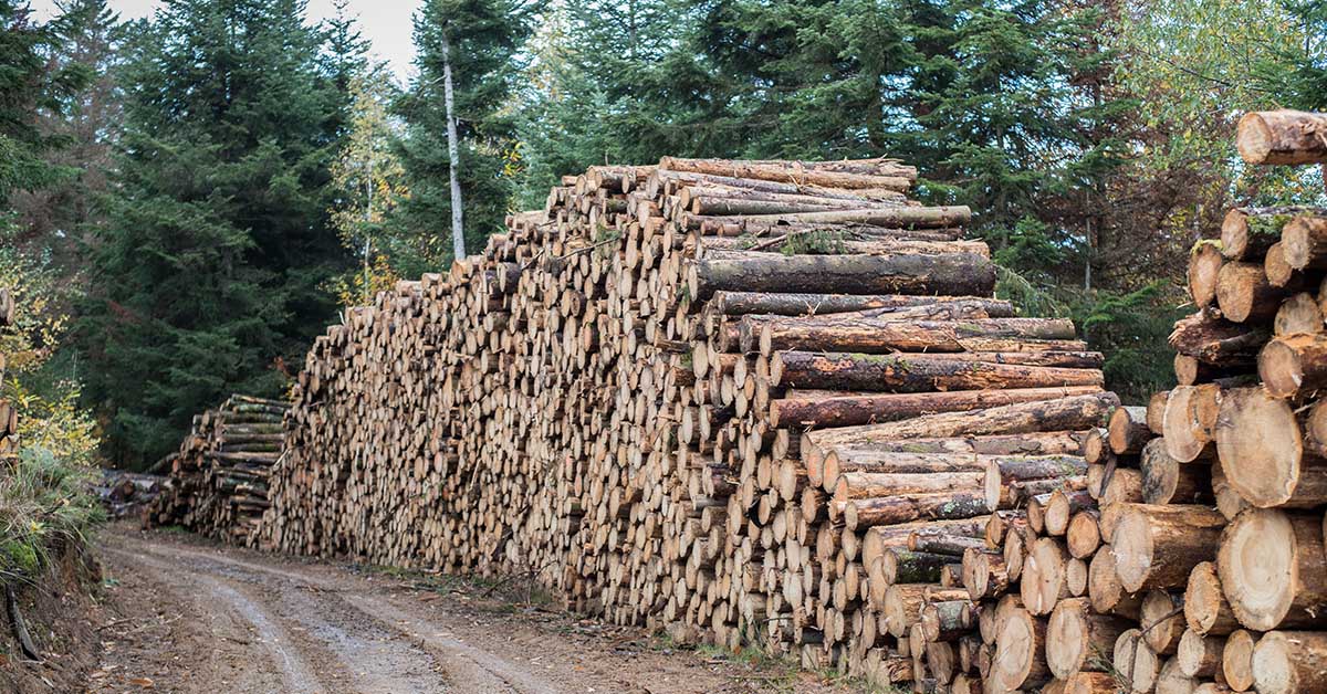 Les basques s’opposent à la coupe de 14 000 ha de forêt pour faire voler des avions