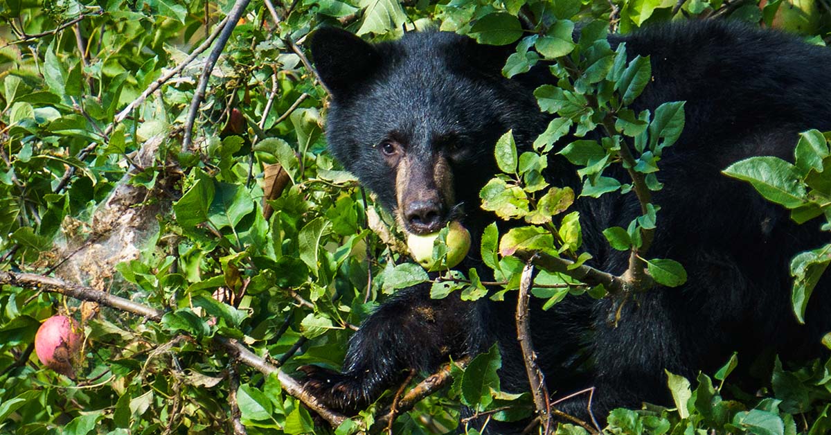 C’est grâce à l’ours que nous avons des pommes