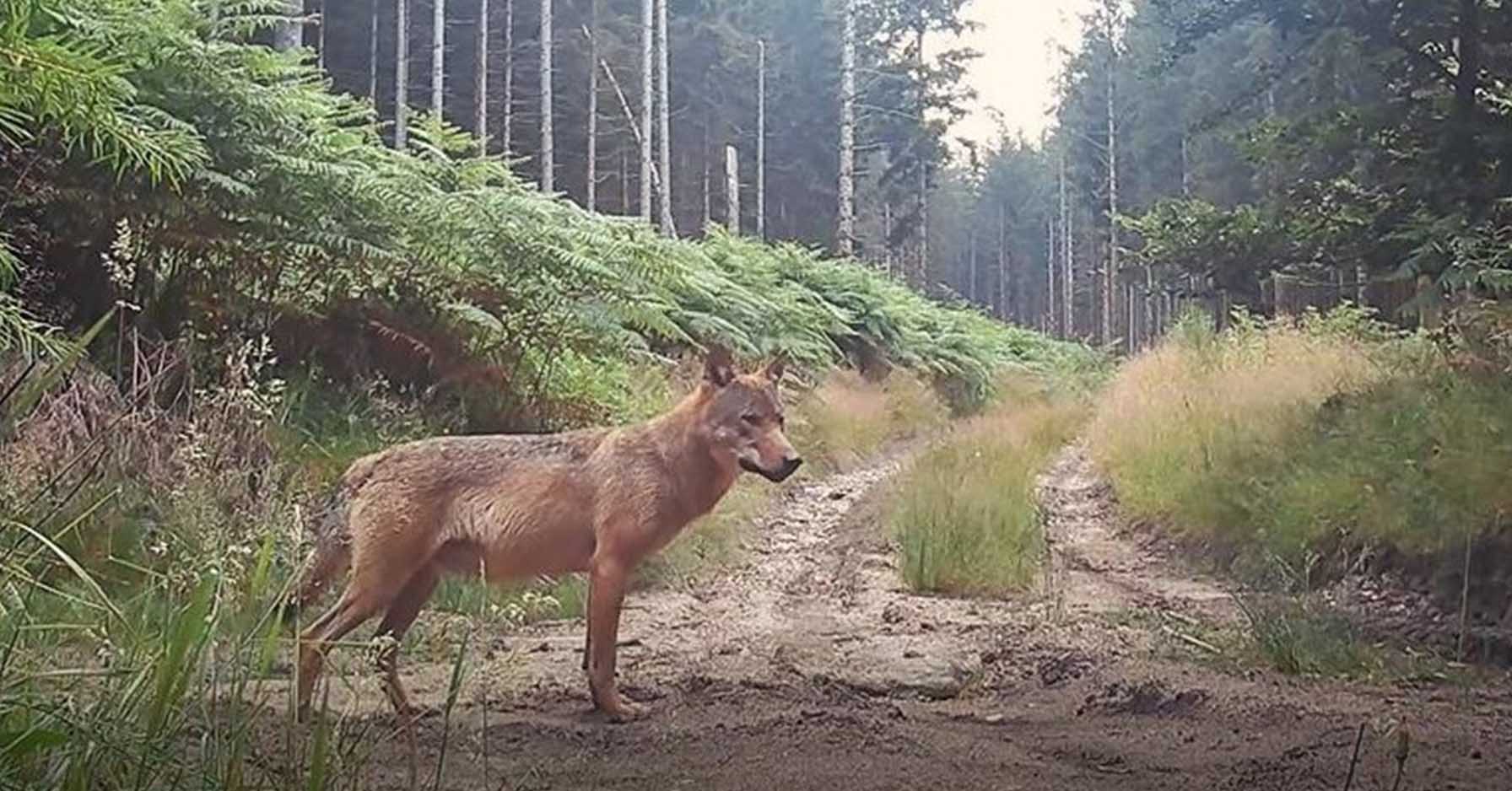 « Ne laissons pas abattre les deux Loups du Limousin ! »