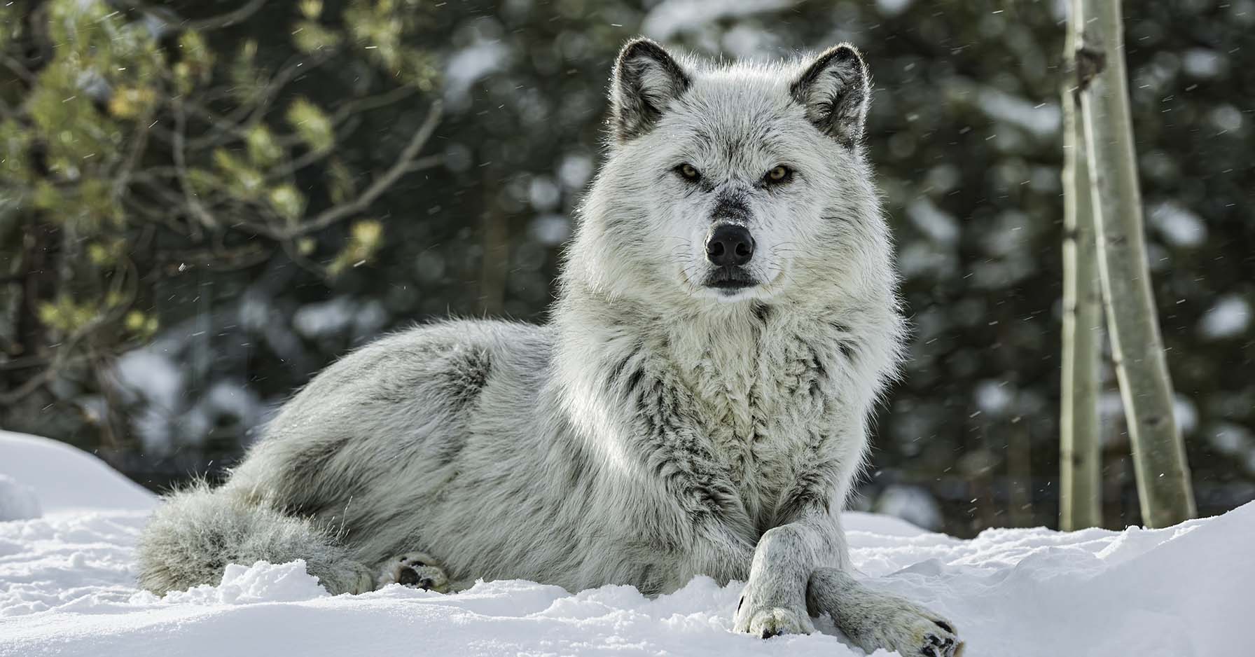 A Yellowstone, le retour des loups est bénéfique pour les arbres