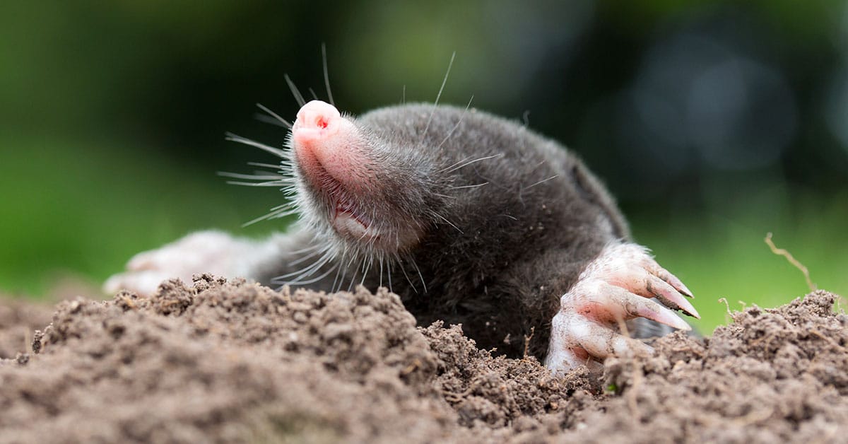Sous nos pieds, la taupe agit pour le vivant