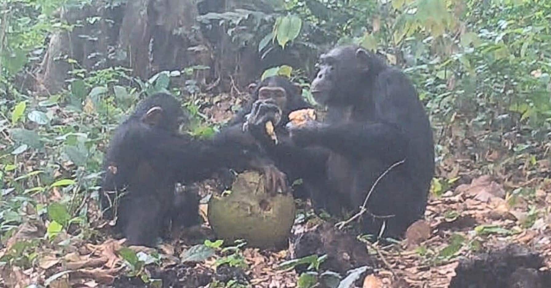Les origines de l’apéro ? Les chimpanzés partagent des fruits alcoolisés