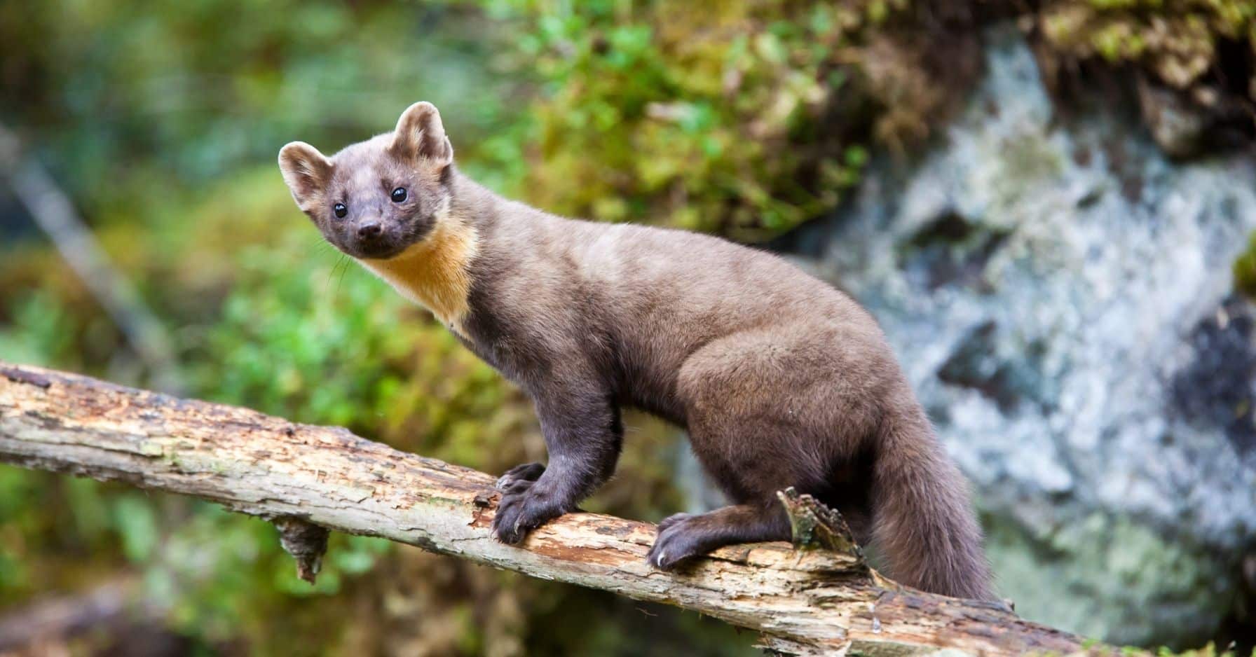 Des milliers d’animaux sauvés : martre, renard et corbeau ne sont plus classés « nuisibles »
