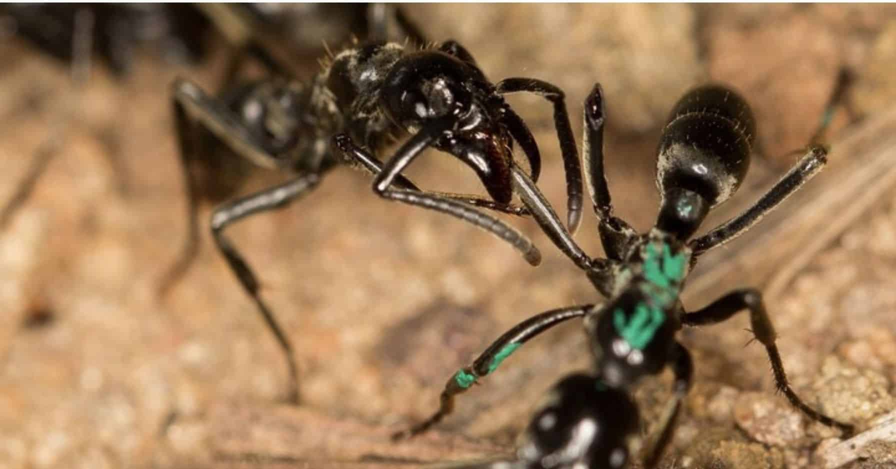 Ces fourmis produisent des antibiotiques pour soigner leurs congénères