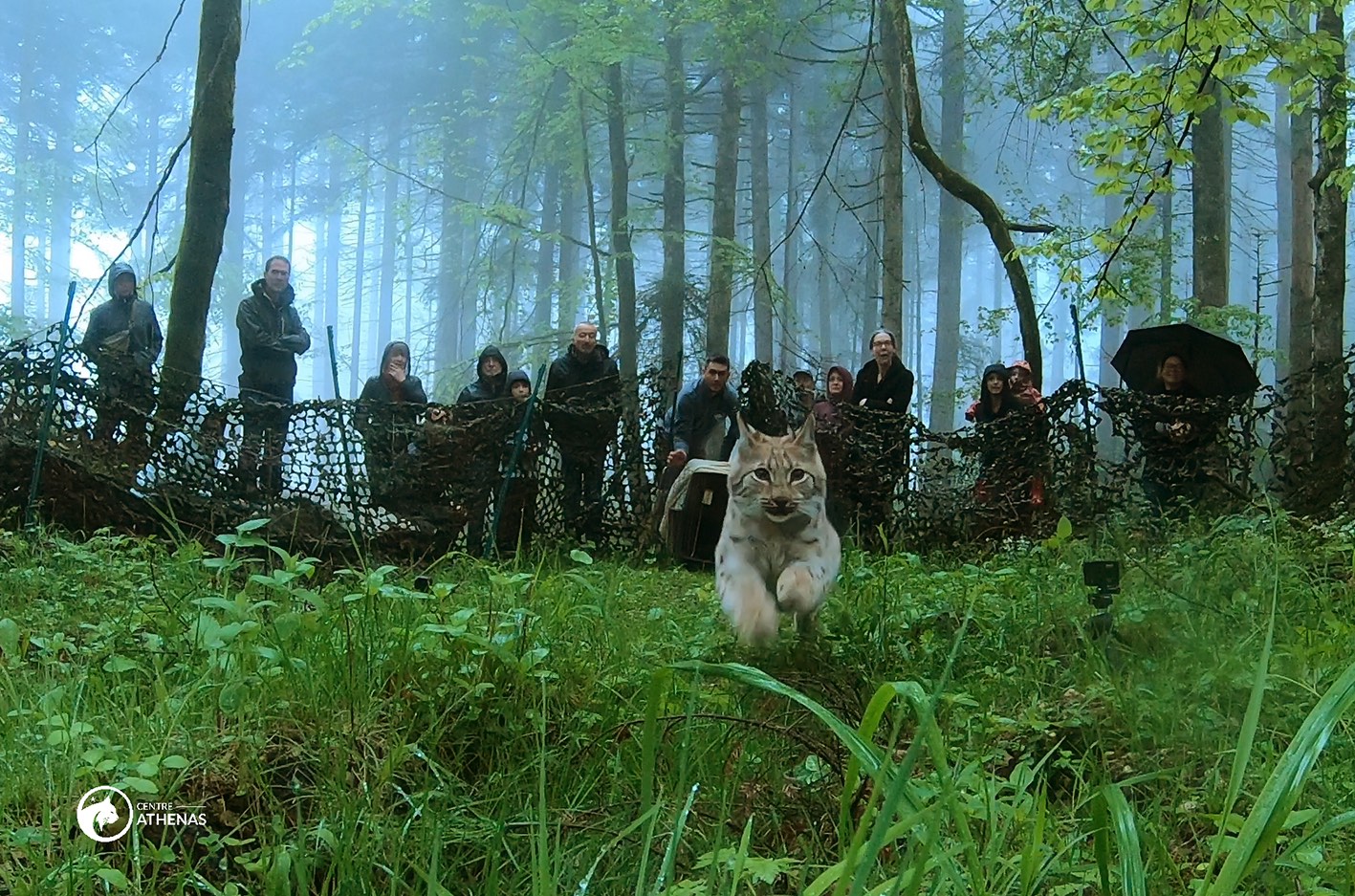 Un lynx est relâché par le Centre Athénas