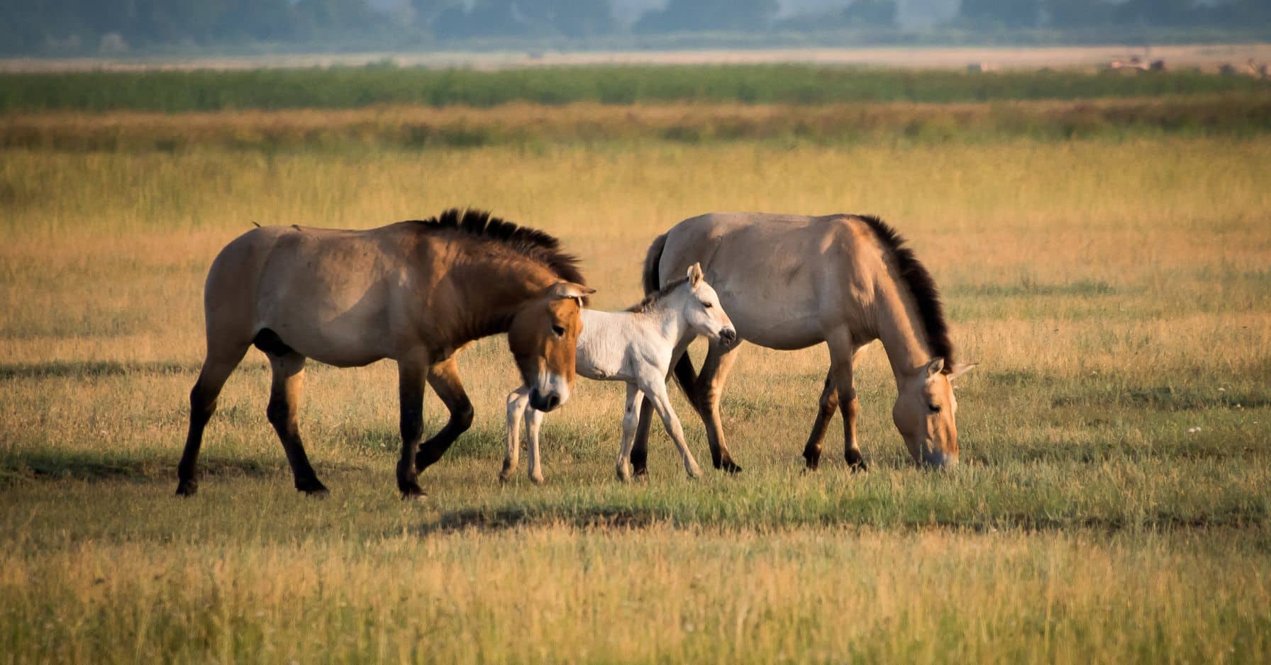Pour la première fois depuis 10 000 ans, des chevaux sauvages parcourent à nouveau l'Espagne