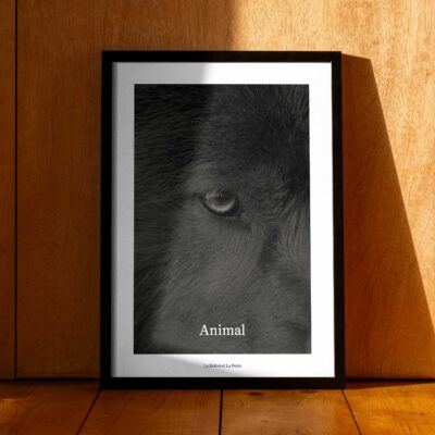 Poster Animal