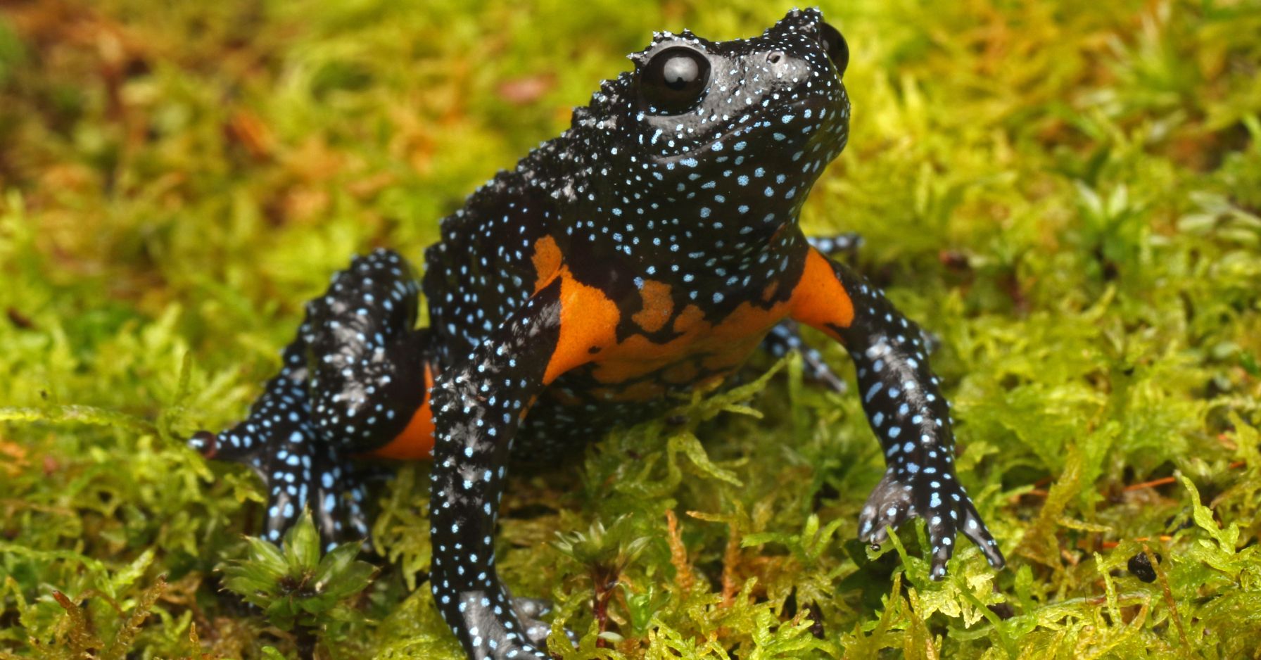 भारत में, शौकिया फ़ोटोग्राफ़रों के कारण अत्यंत दुर्लभ आकाशगंगा मेंढक गायब हो गया