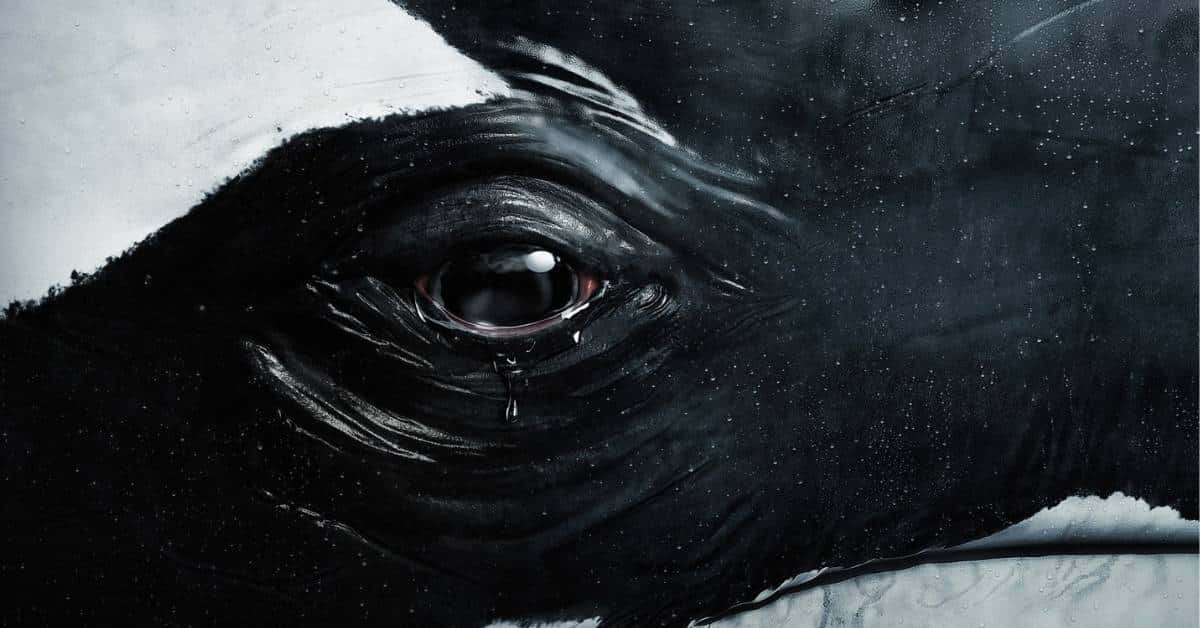 Non aux transferts des dauphins et des orques du Marineland vers l’Espagne