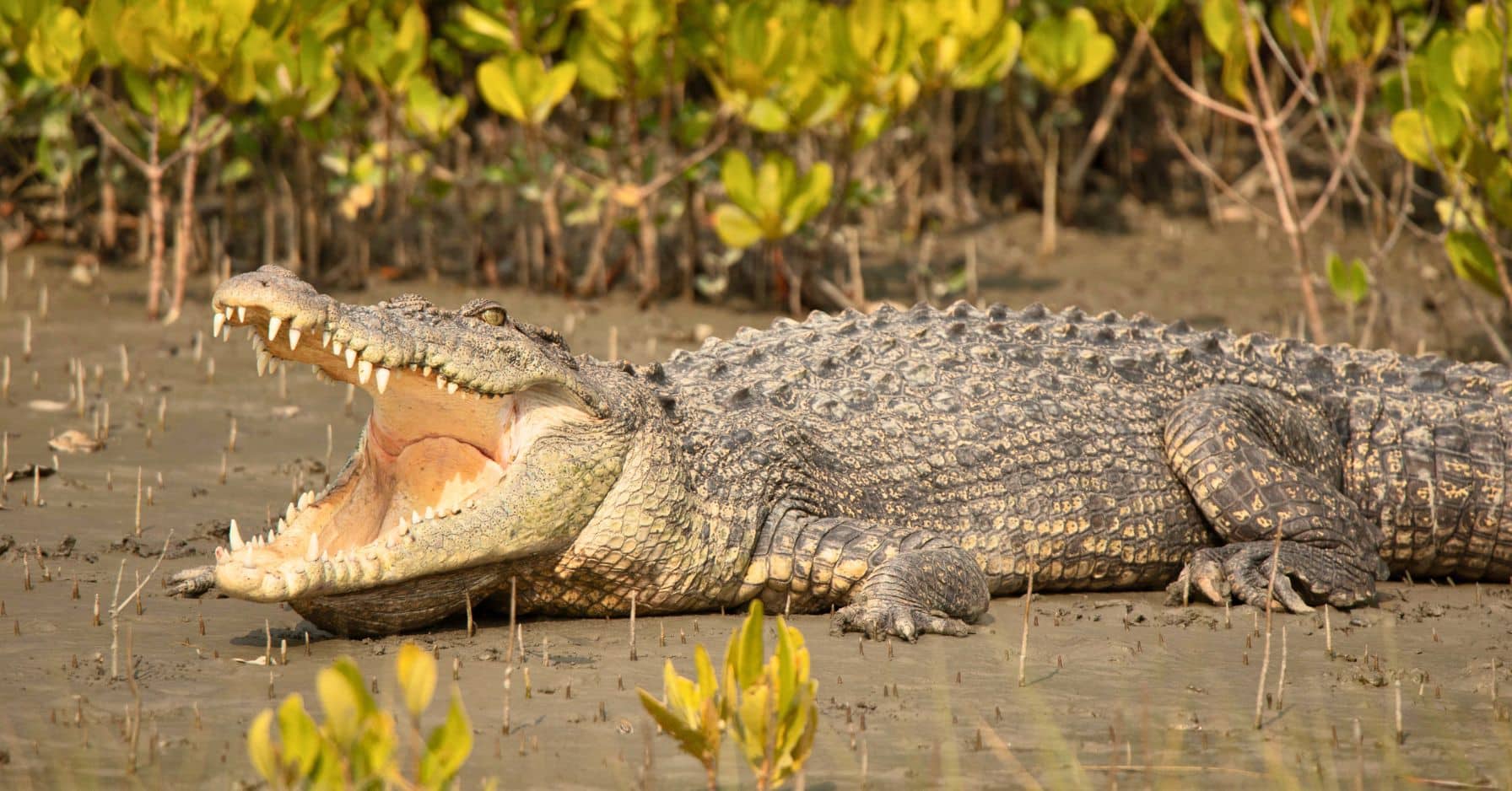 भारत प्रवासियों को पीछे हटाने के लिए अपनी सीमा पर सांपों और मगरमच्छों को तैनात करने पर विचार कर रहा है