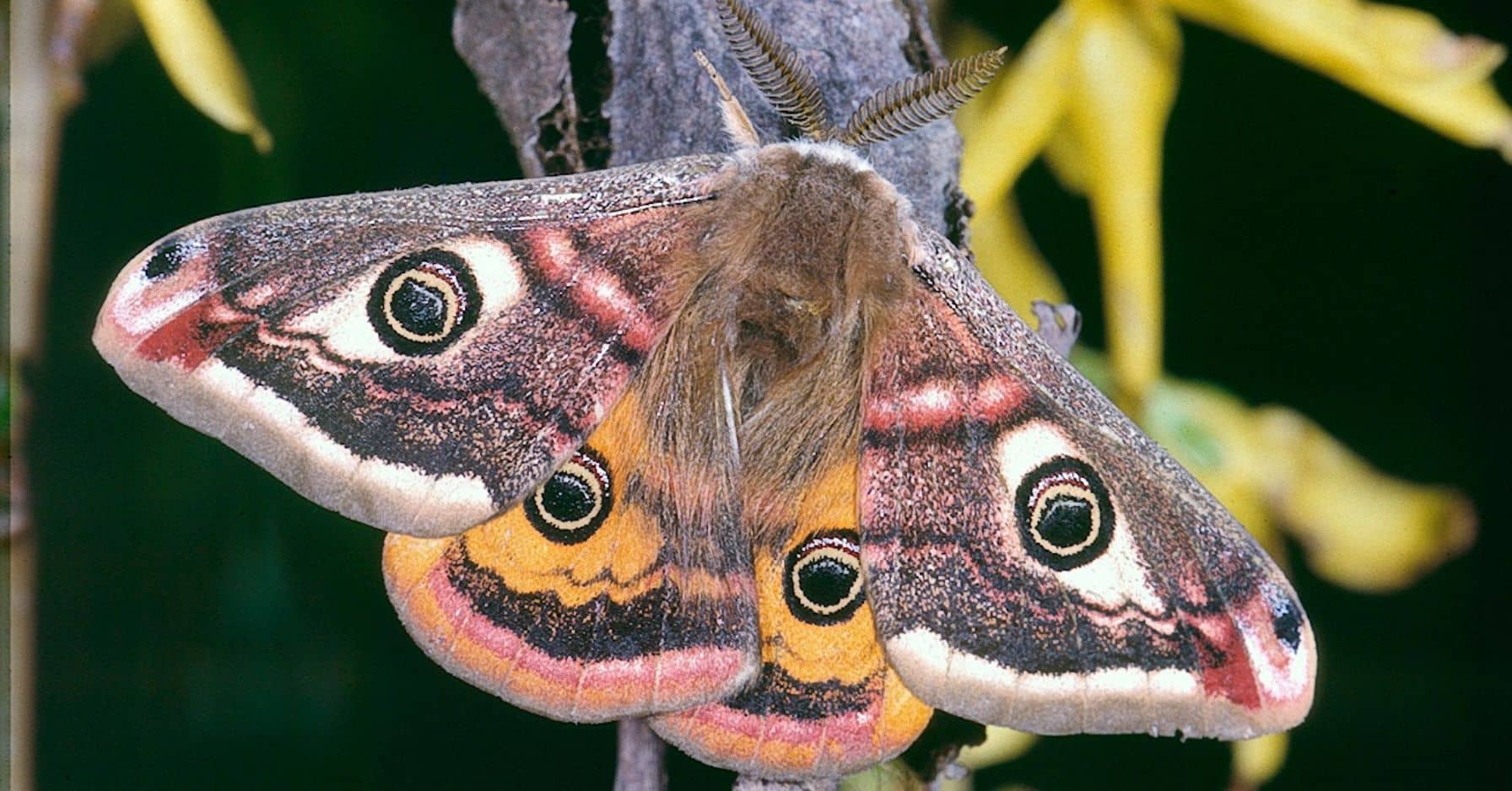 les-papillons-de-nuit-sont-des-pollinisateurs-plus-efficaces-que-les